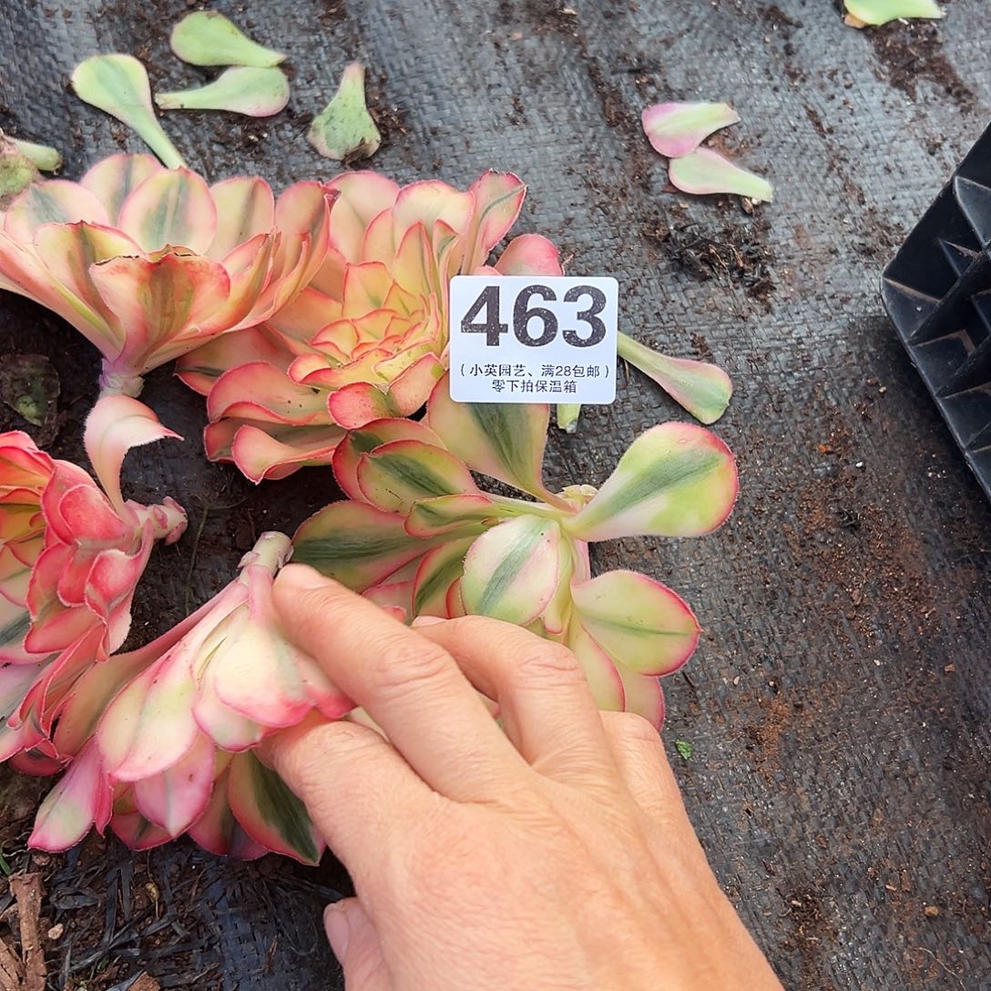 飘***絮多肉植物463爱丽丝