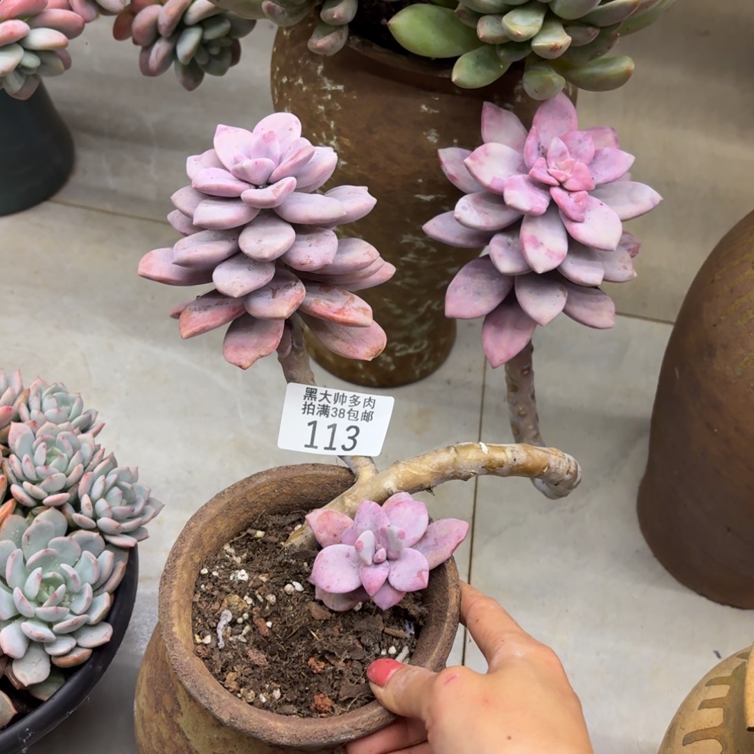 晴***天黑大帅多肉113桃双