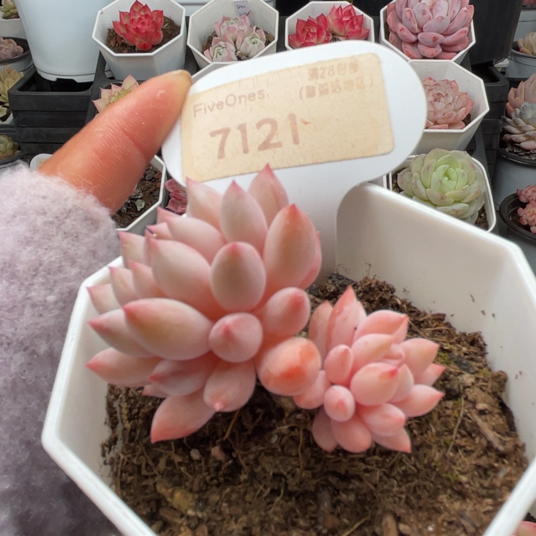 明珠7121-5.0厘米