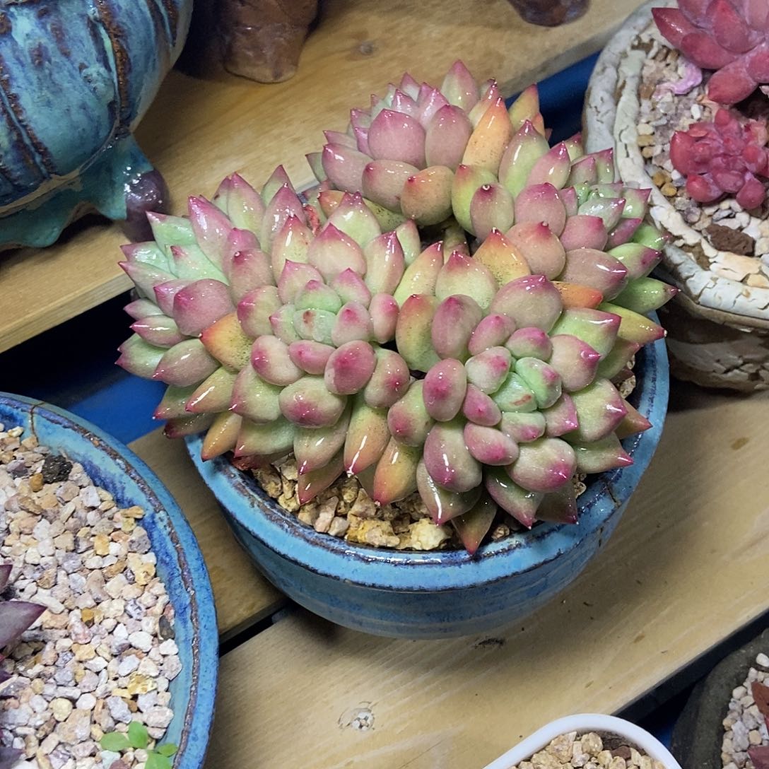 米其林大群一物一拍