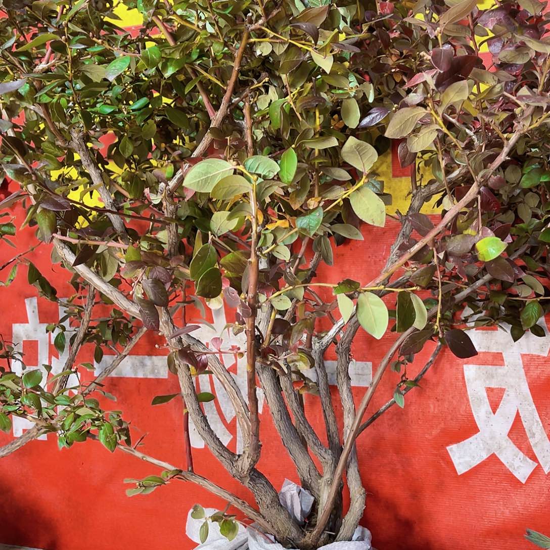 完全开放大果纯甜可口