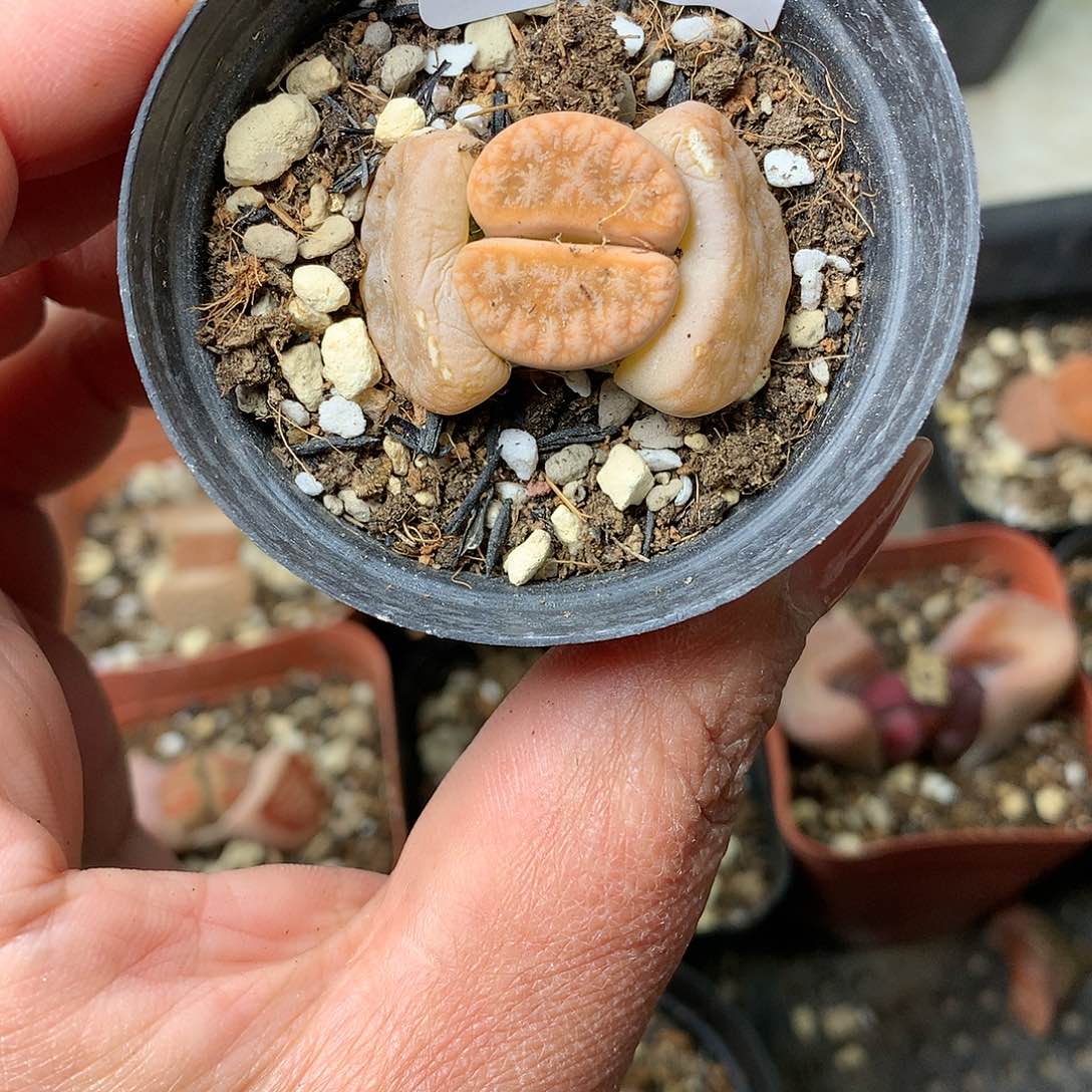 E10多肉植物保护研究所