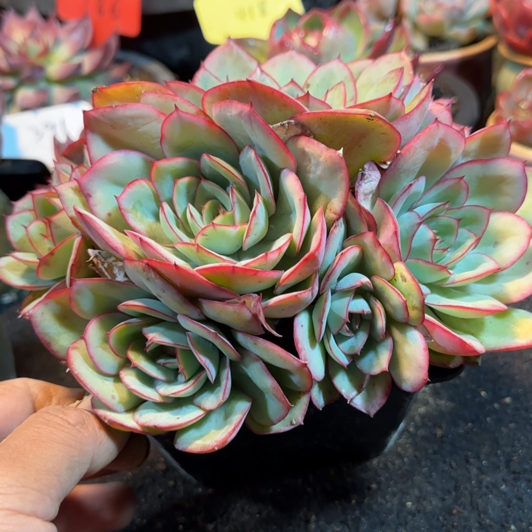 牡丹亭一物一拍包装收缩花旱