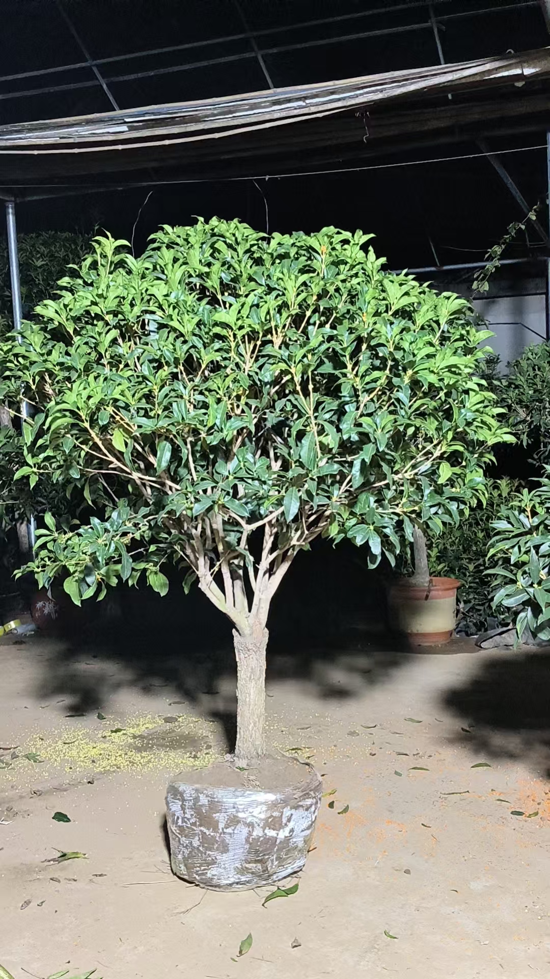 桂花 金桂系列（以直播间实物为主，一物一拍，私拍不发货）