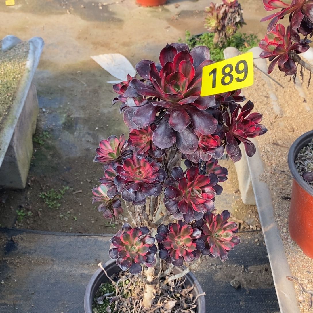 香奈多肉法师189