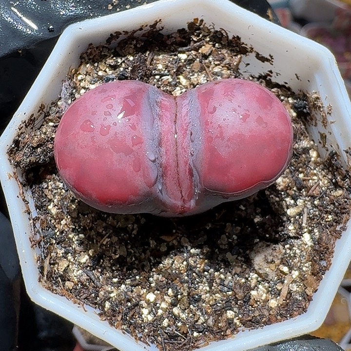 生石花2:：，在。 525号