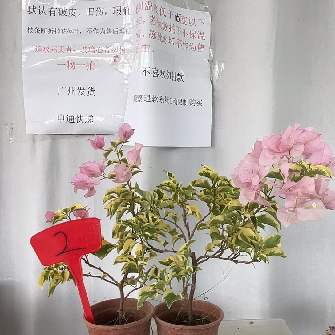 当前无花栽培后可以开花2中国丽人福利随机一颗