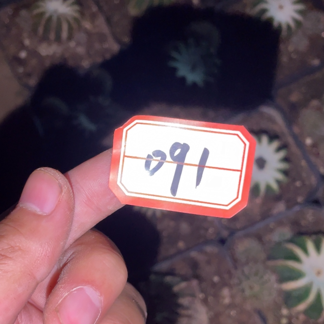 无花朵仙人球开花091