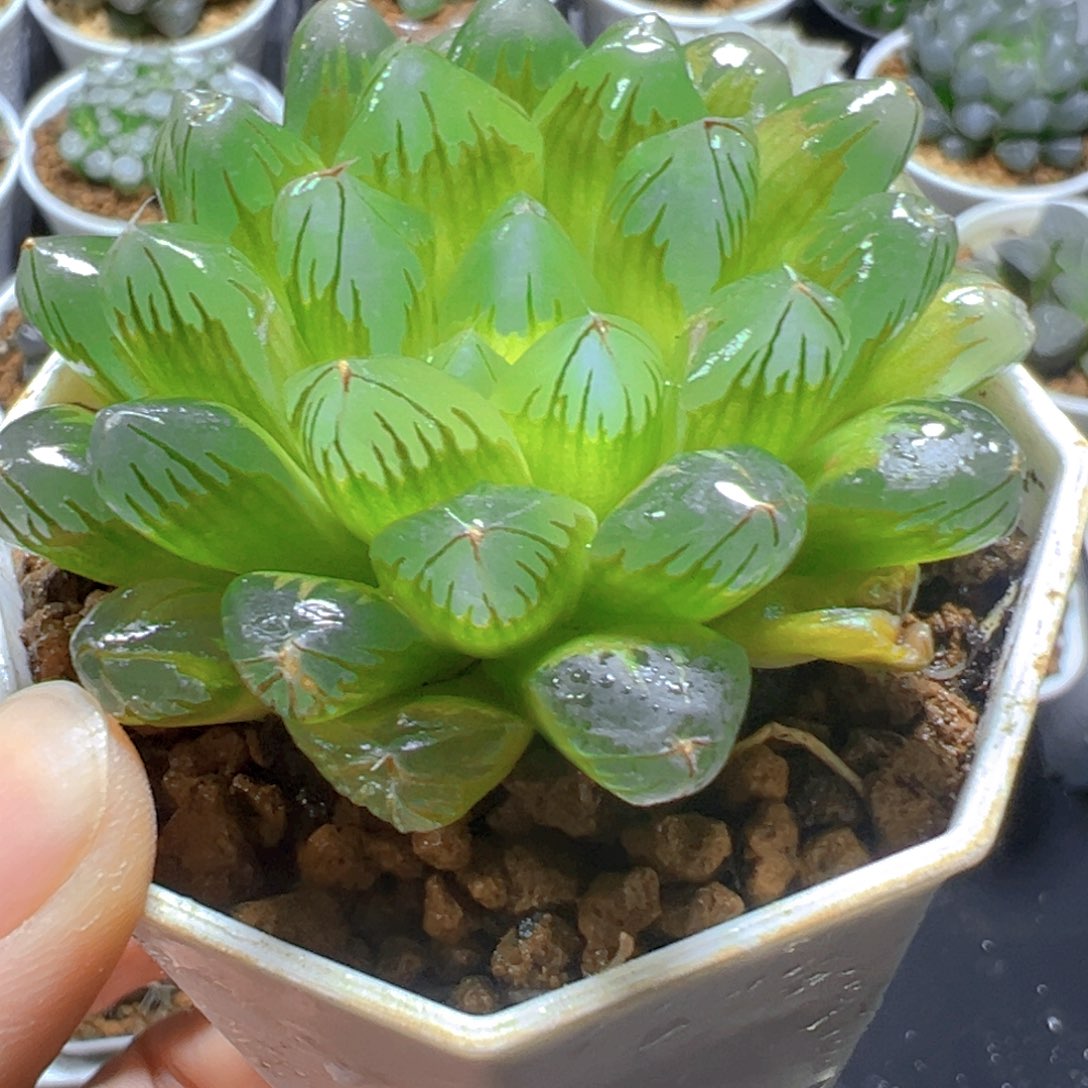 红丝玉露多肉多肉多肉一颗