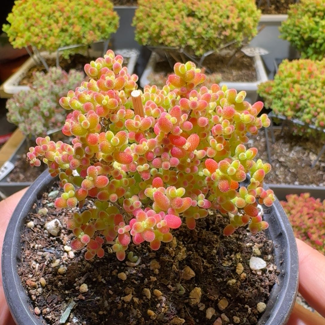 蜜桔糖球枝干番杏259