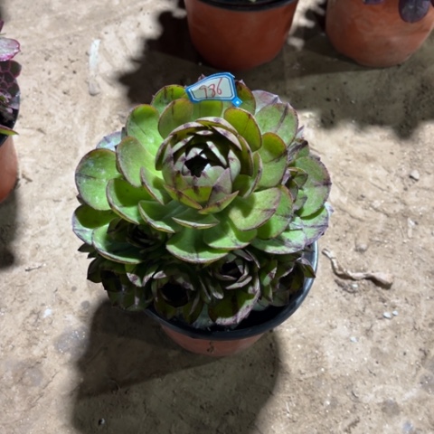 希*986多肉植物一颗不包邮