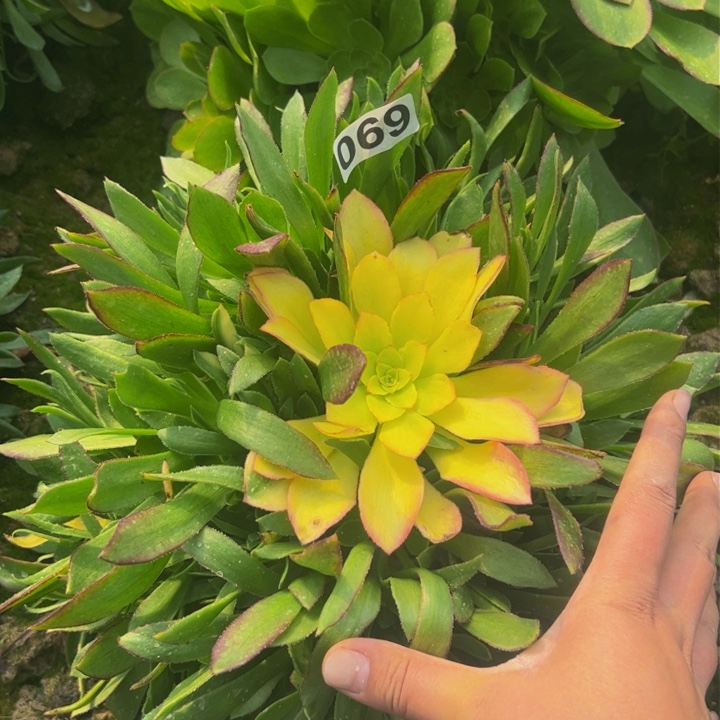 069光辉多肉植物