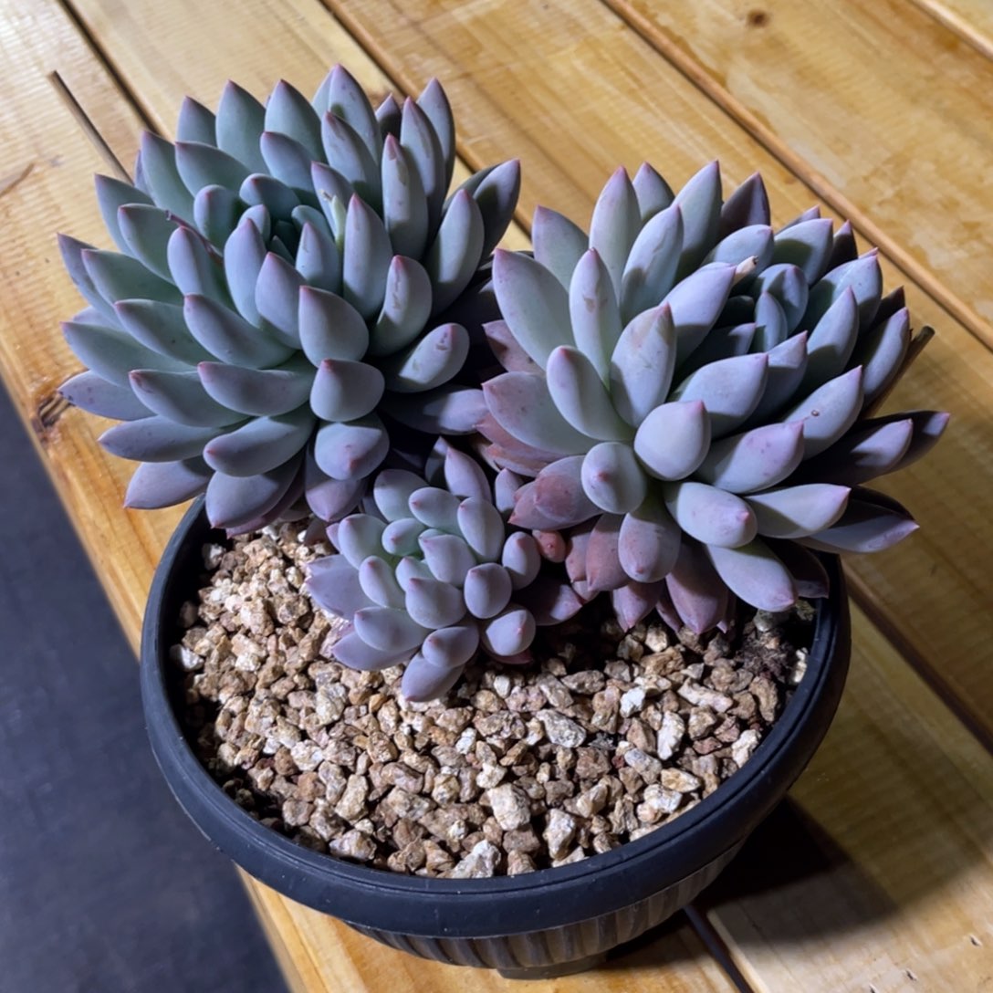 烨*所罗门寄养……姐