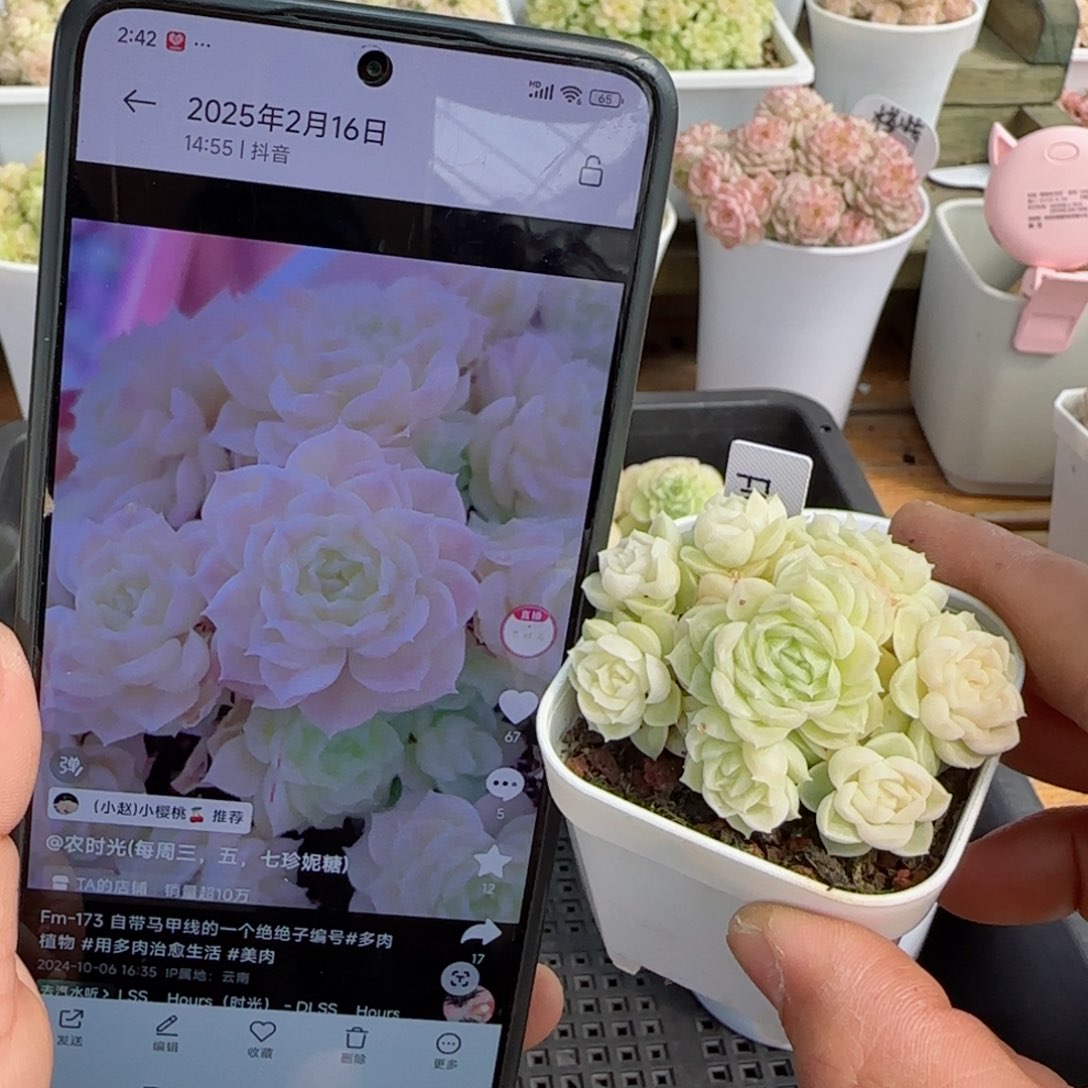 亮*?【闪购商品】0309-85（fm-173）