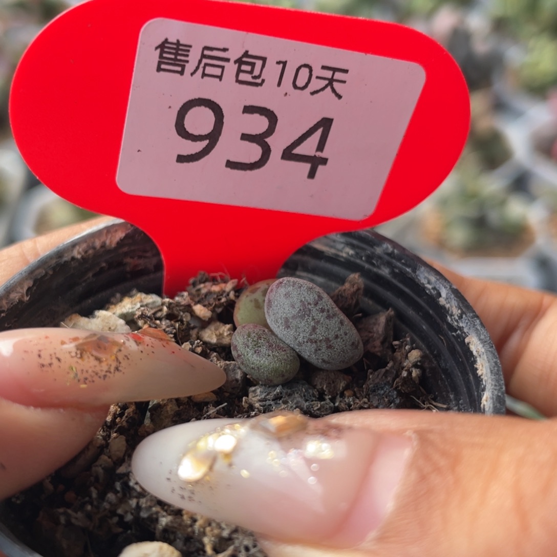       花蛋迷你。 934。 