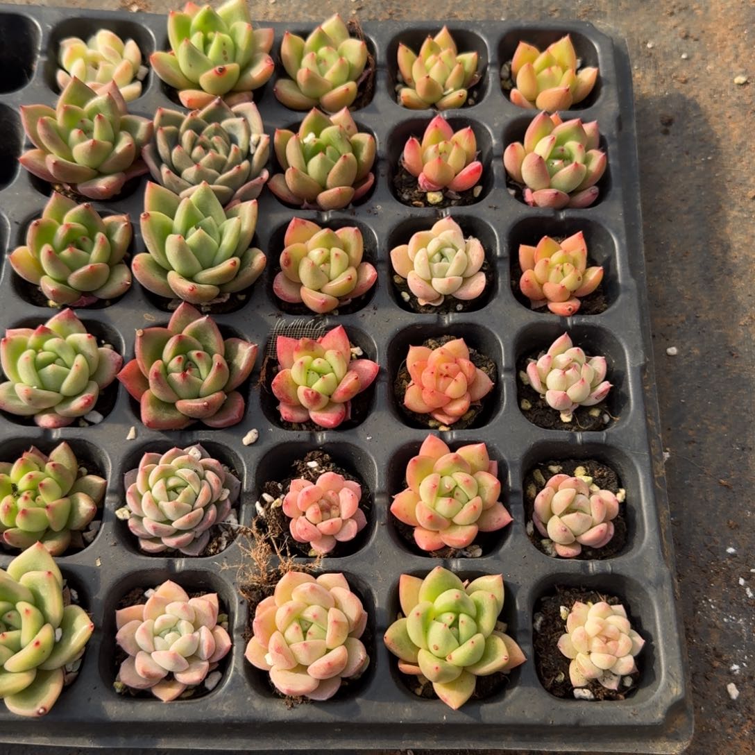 14-37冰玉杂交混合二十颗量拍（从一头开始整理）