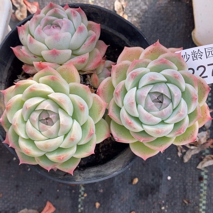 2279杂交老桩基地～11厘米