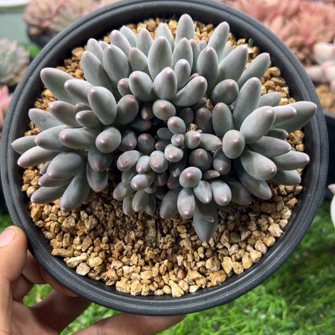 1211229 乌拉奶美人11头群