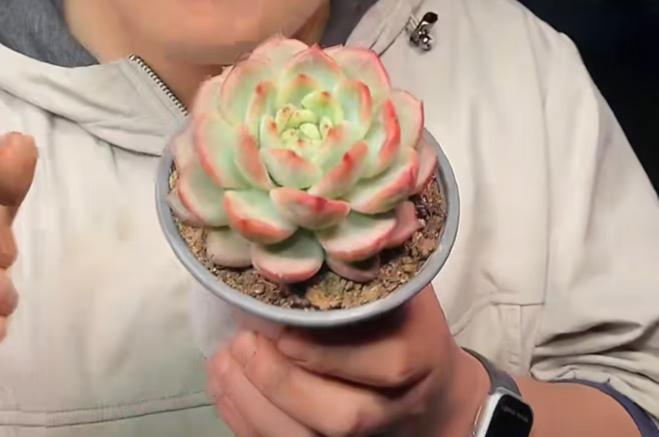 【红鸾】 多肉植物 绿植盆栽