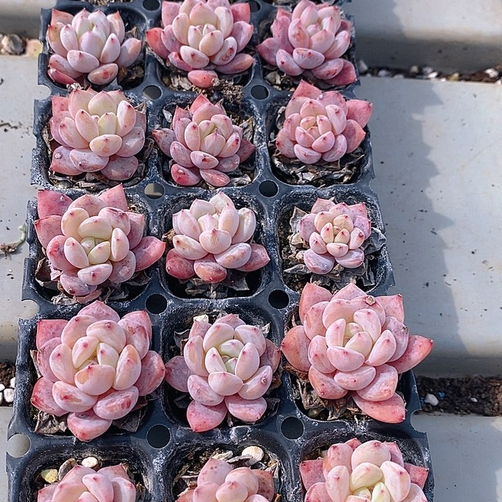 238 多肉植物盆栽花卉植物