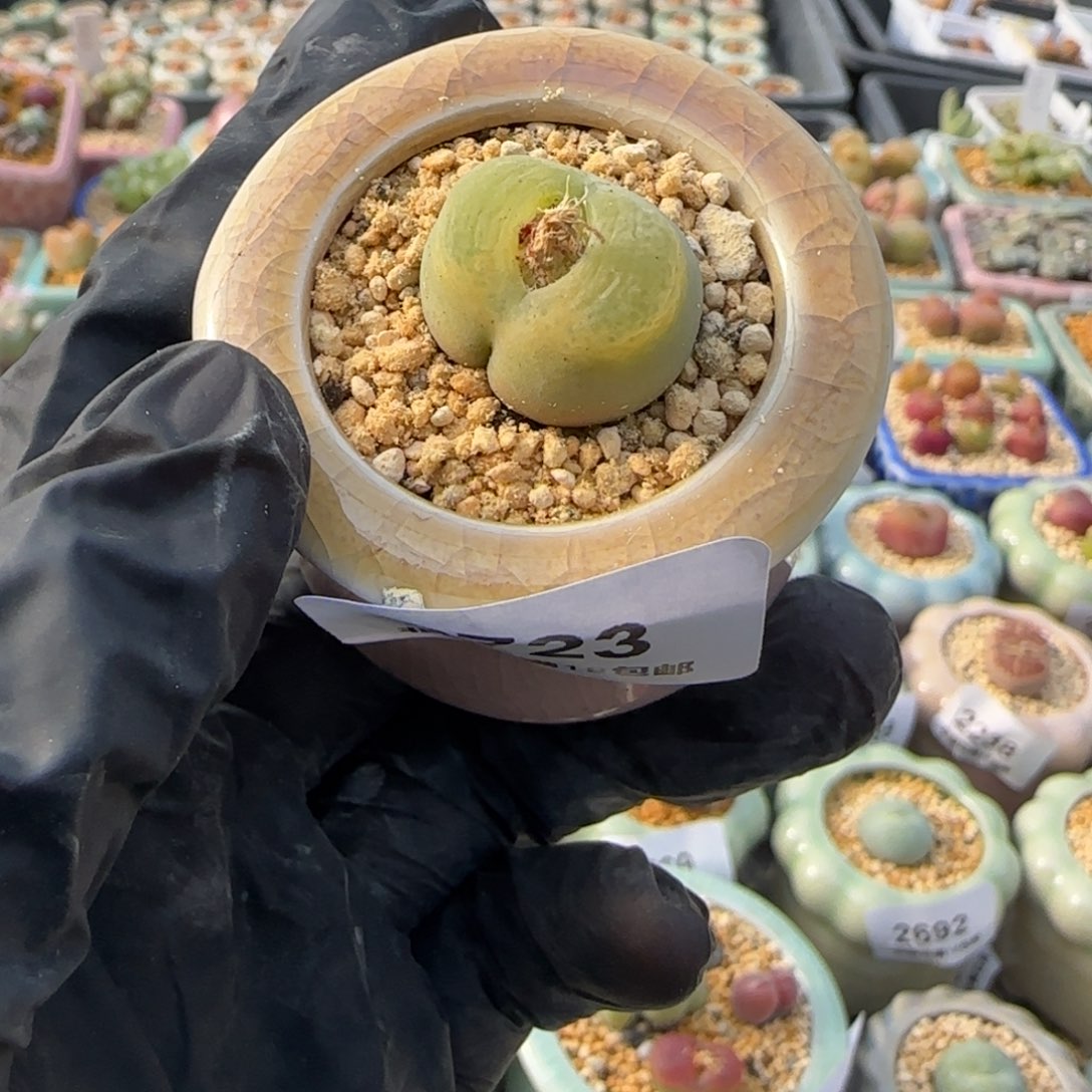 2723-一物一拍 带盆 1798.79