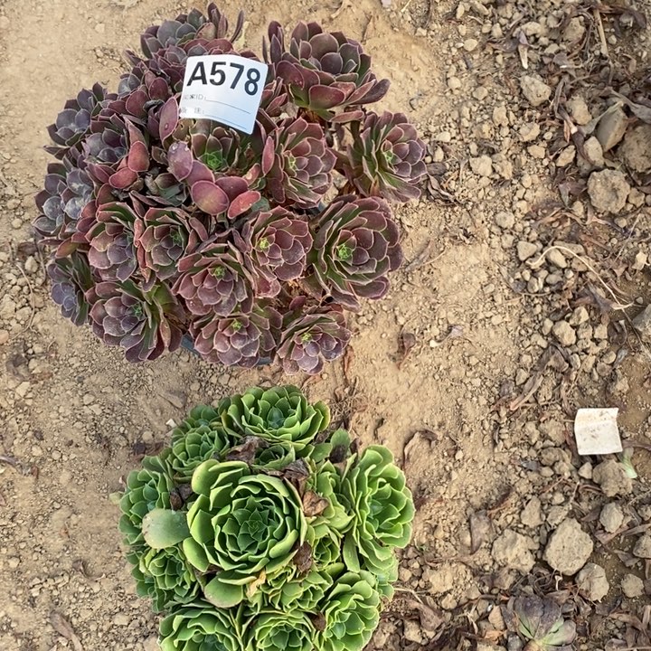 完全开放578组合套餐多肉植物