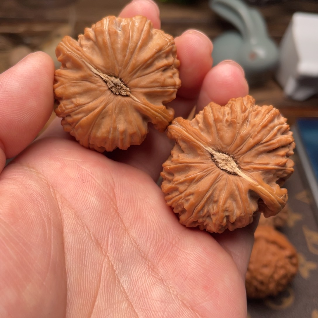 文玩核桃把件G15号39尺白狮子