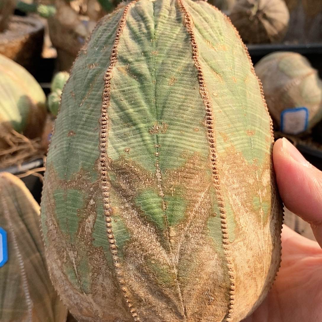 欧系布纹球精品一物一拍