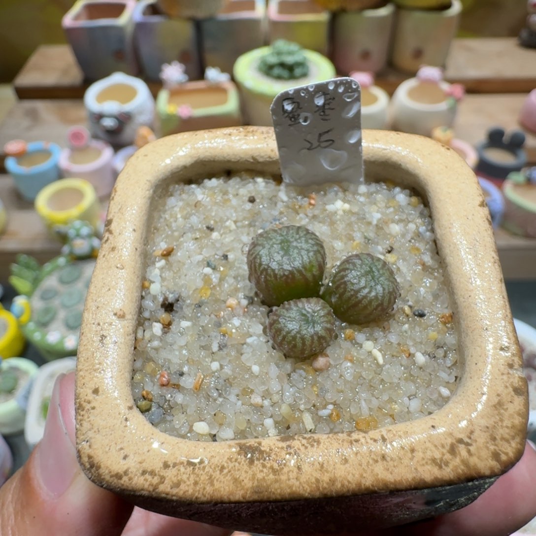 蘑菇1326蜜枣铜壶多肉植物