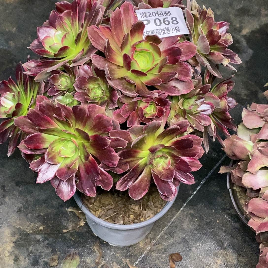 068安娜多肉七彩多肉底部侧枝有修