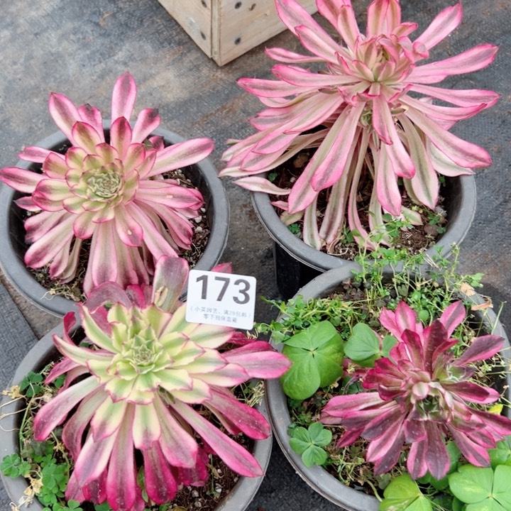 173多肉植物仙墨4个
