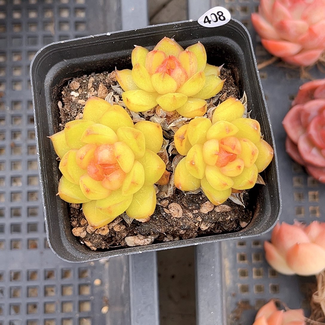 深***羊408 一物一拍多肉 糖果珍妮