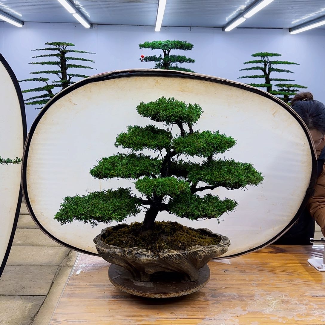 无花朵盆景直播间一物一拍