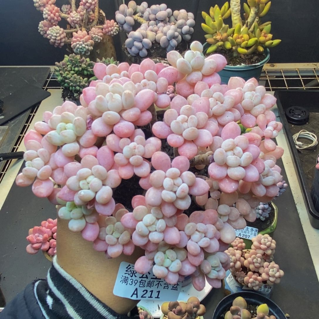 211冰淇淋鱼子酱多肉11c m