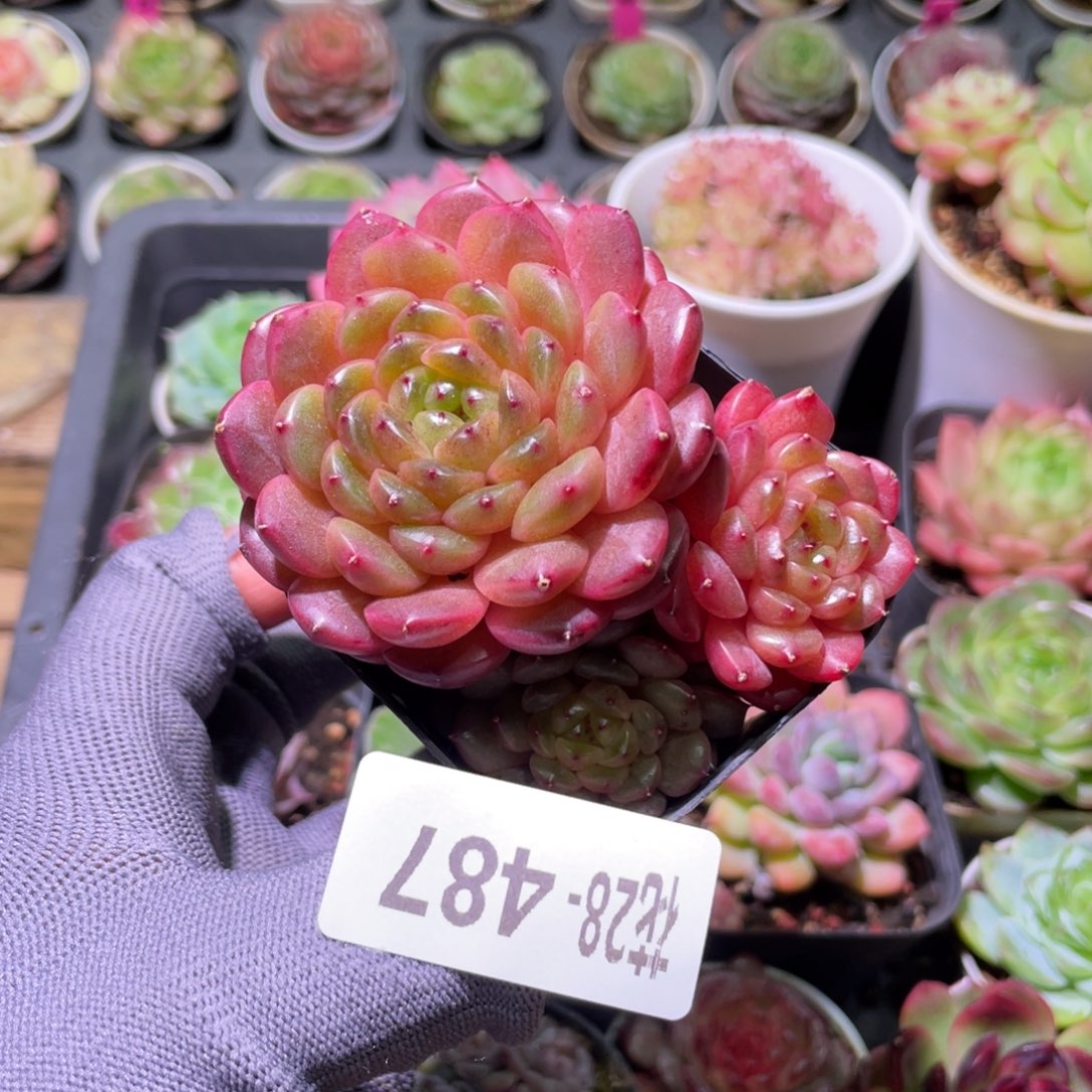 花利美28-487灵翠