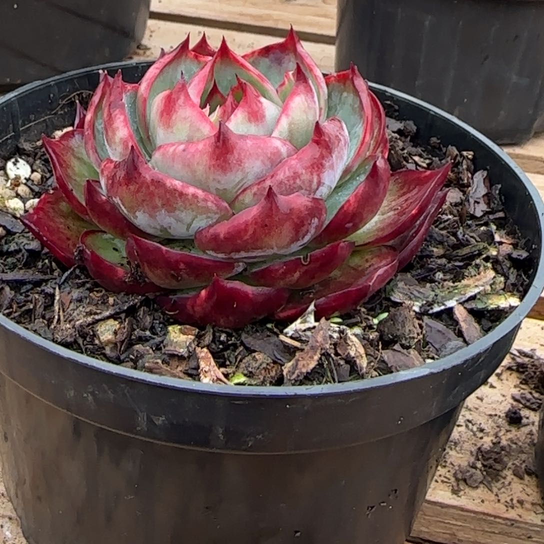 孤*云南精品多肉1114