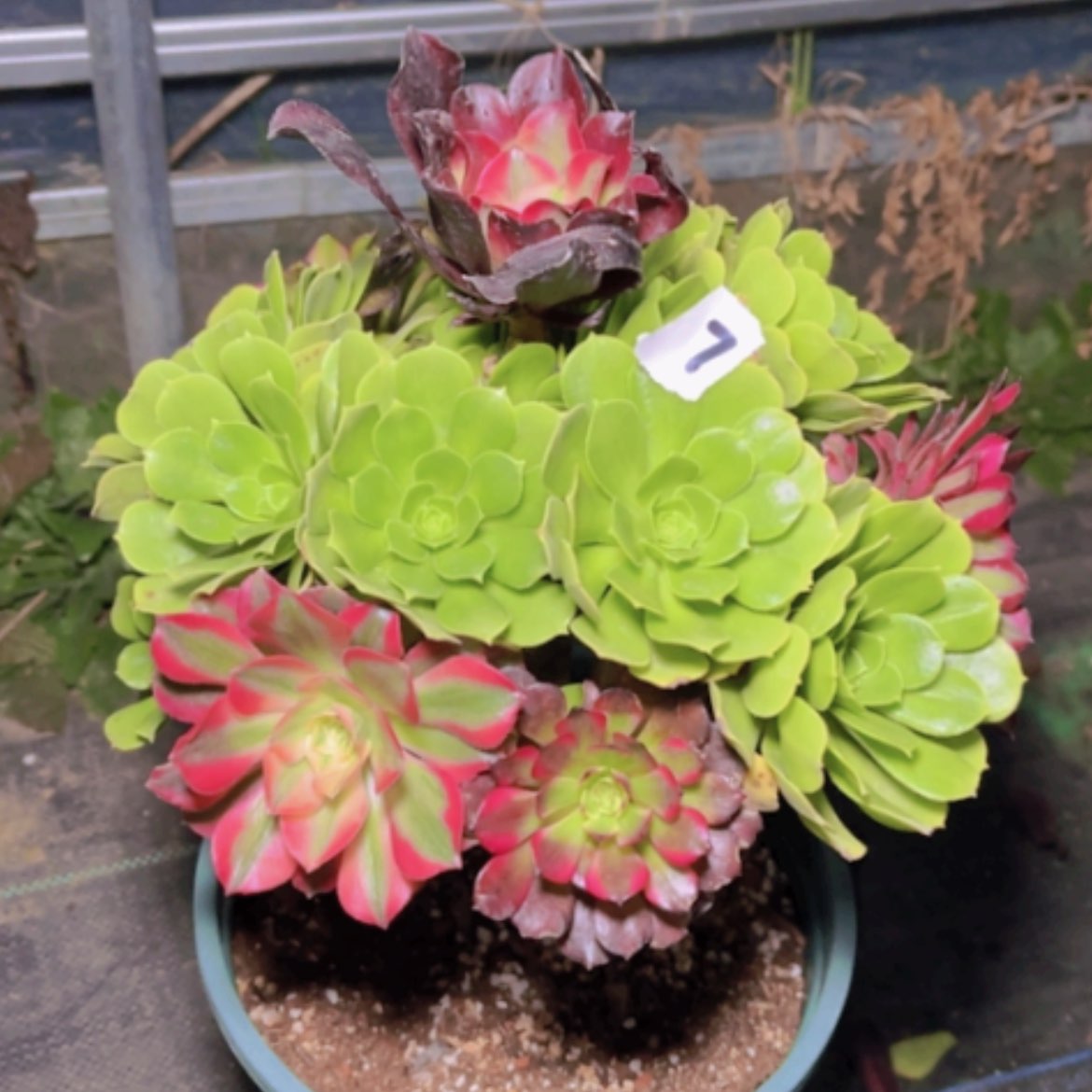 【闪购商品】7嫁接多肉法师