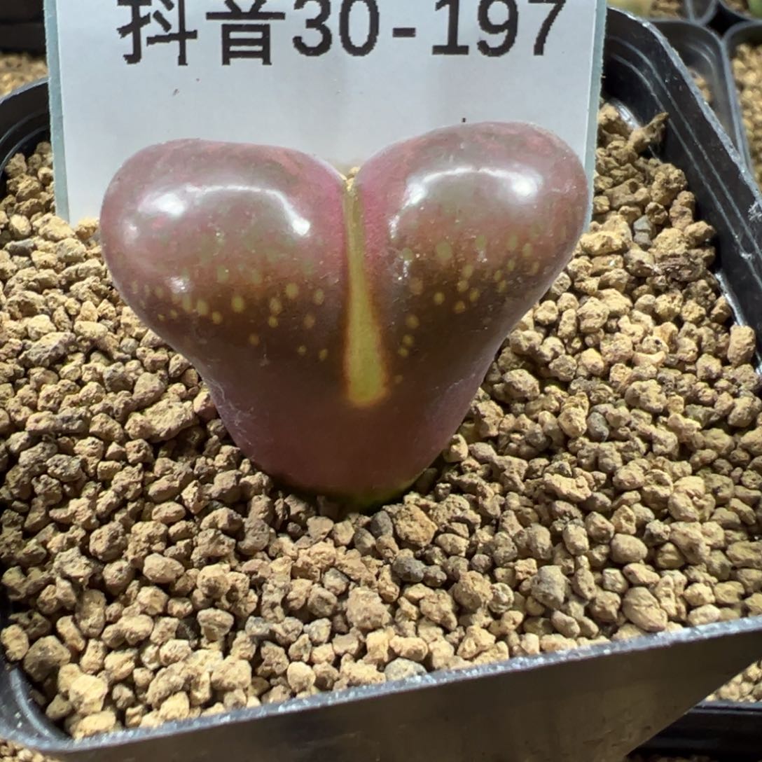 30-197风铃多肉植物，