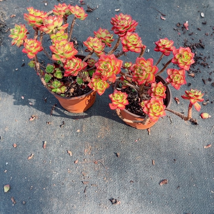 肉***员00000000000000015红