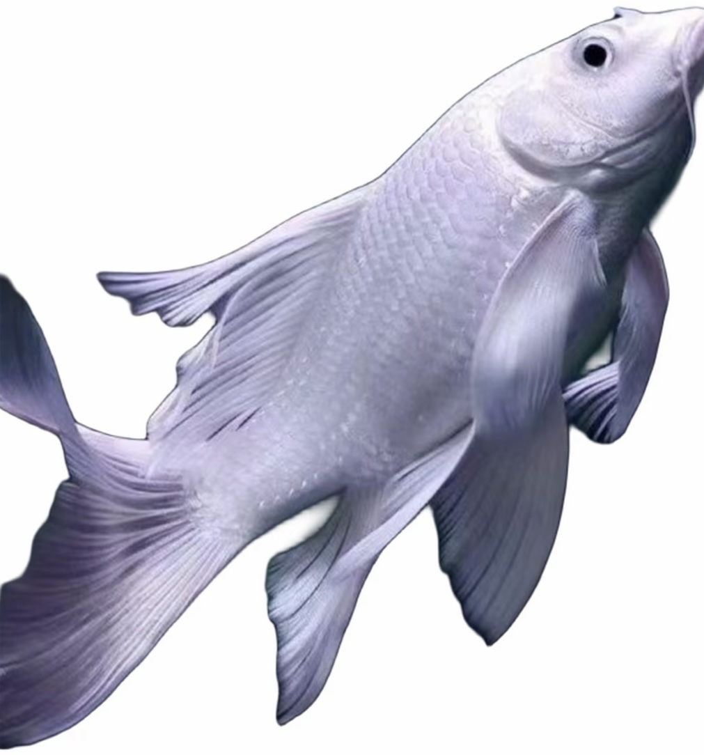 24-26赛级白普蝴蝶鲤鱼 精品饲养混养好养渔场直发蝴蝶鲤观赏鱼