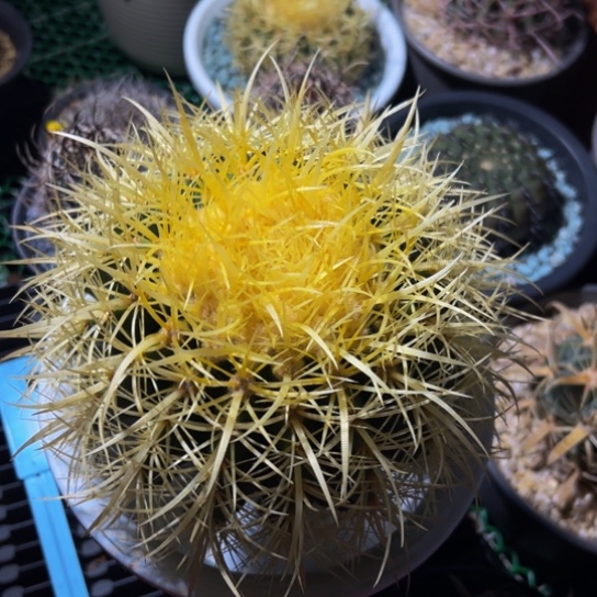 墨西哥怒虎（旗下美虎）