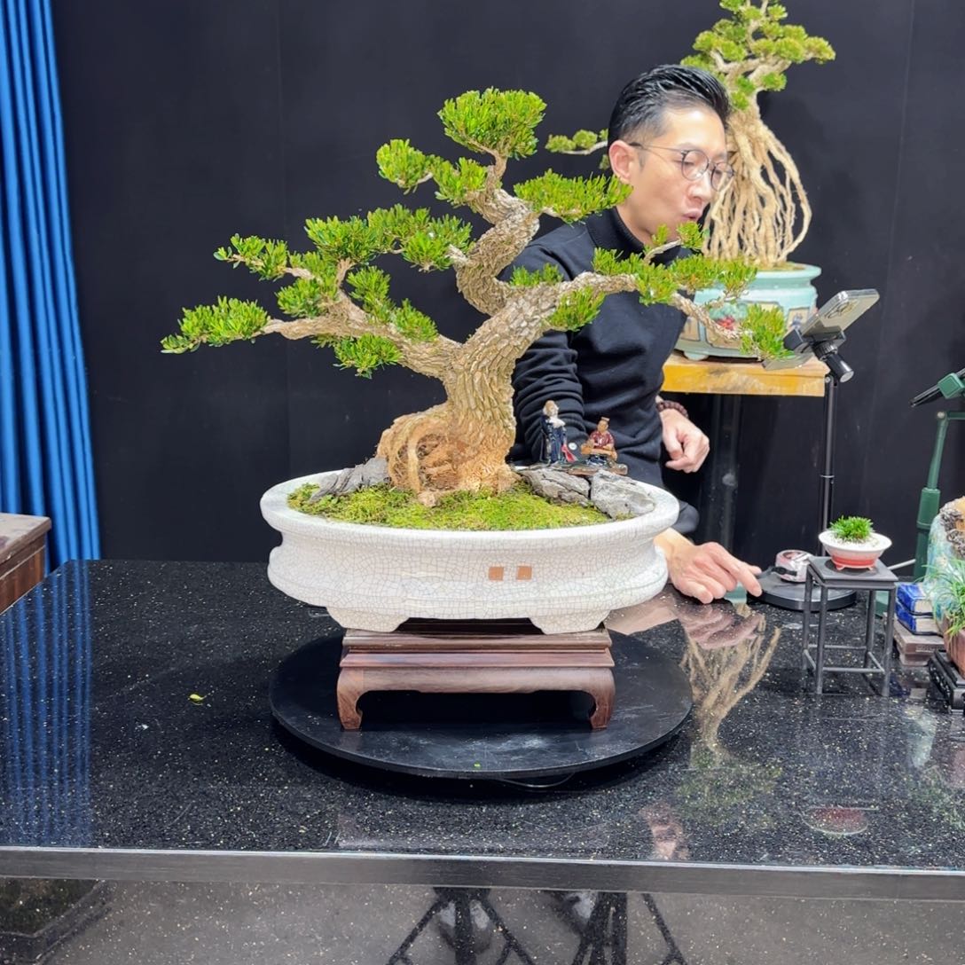 黄杨室内室外盆景艺术