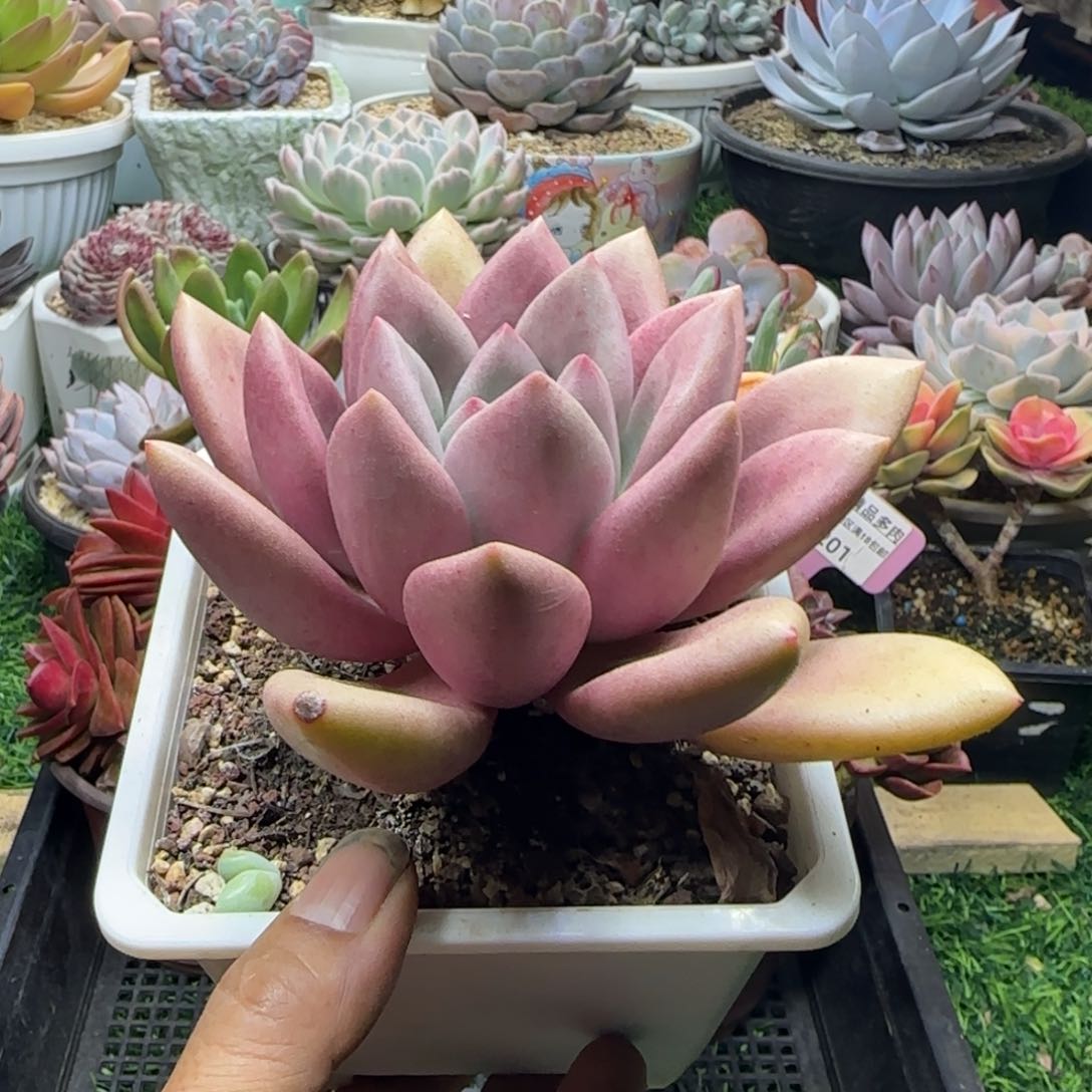 锦安精品多肉植物205