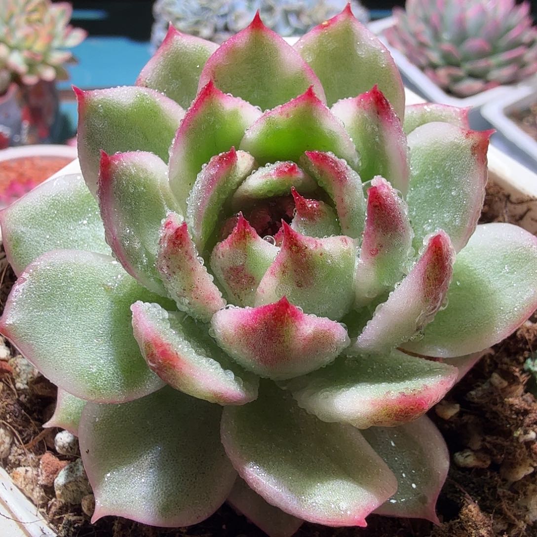 黑水晶锦，多肉植物