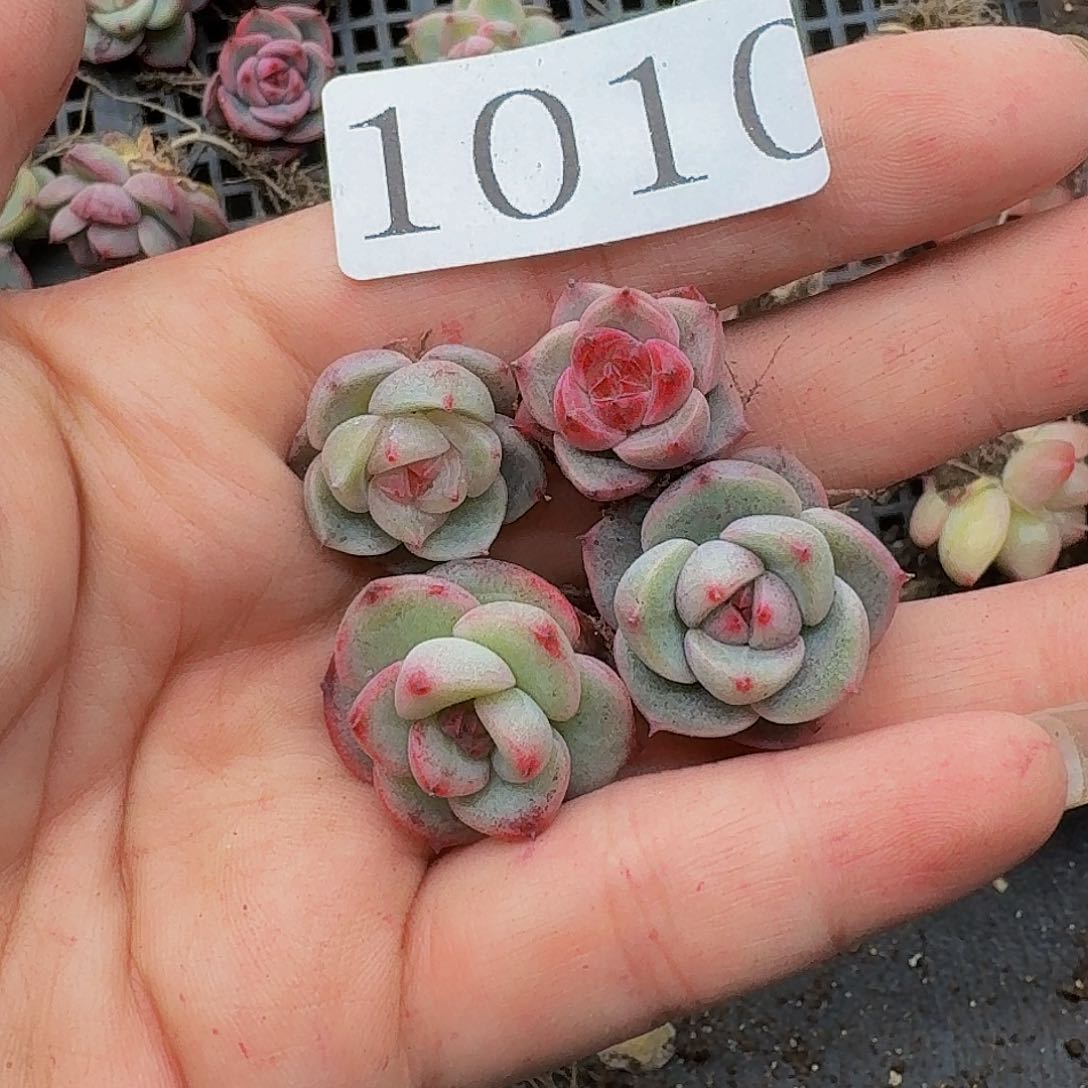 多肉植物多肉植物1010