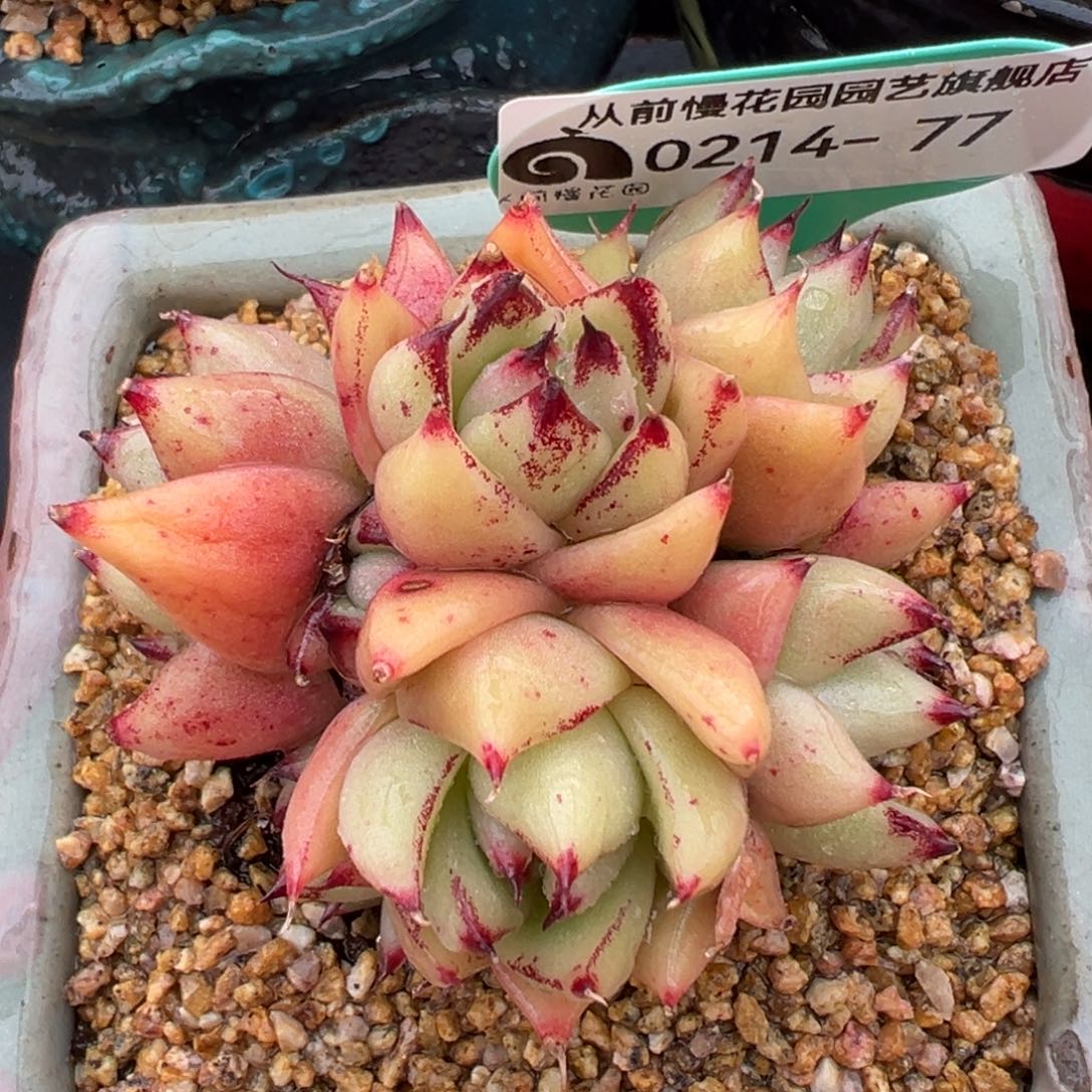 从前慢多肉精选编号0214.77