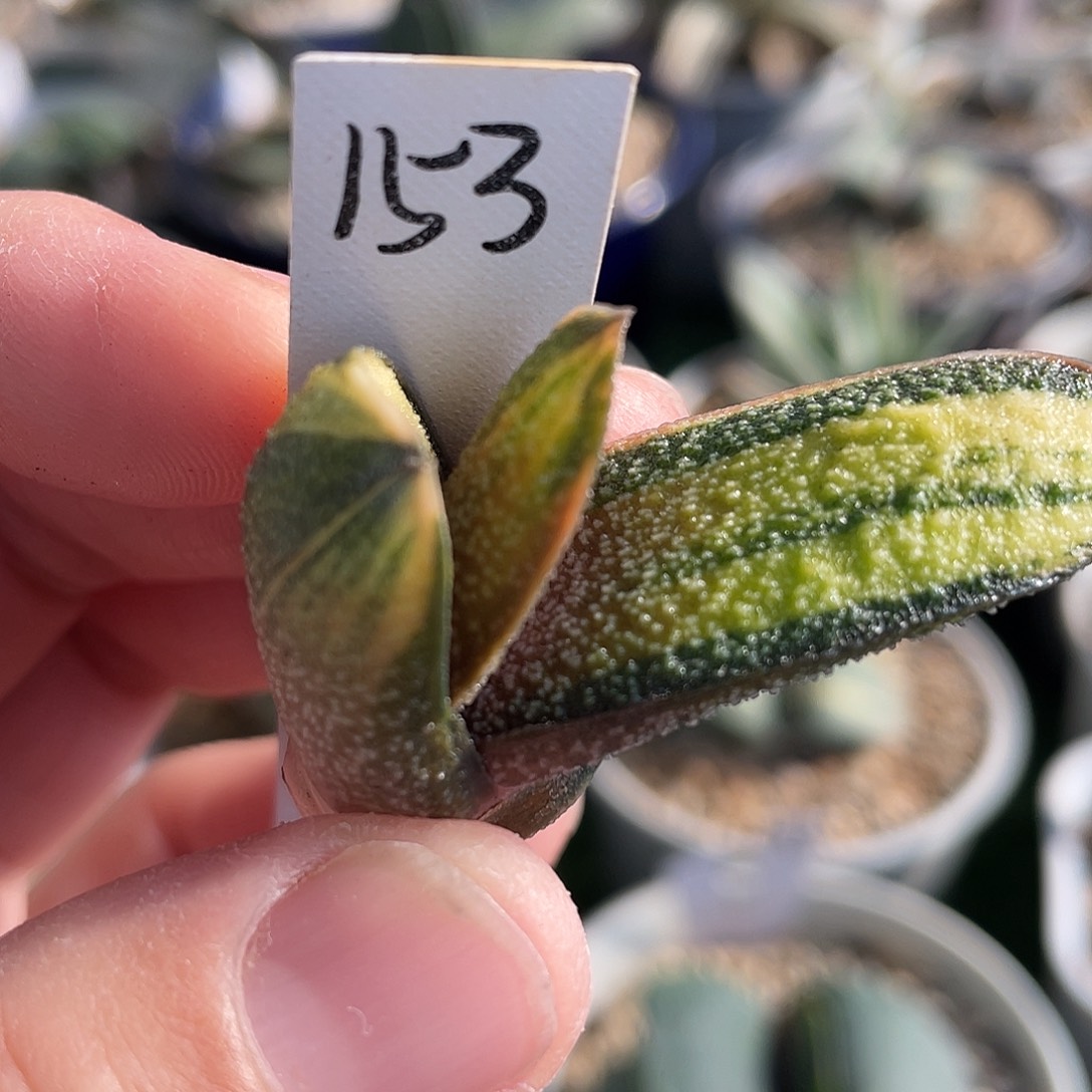 153达摩黑鹰啭锦侧芽