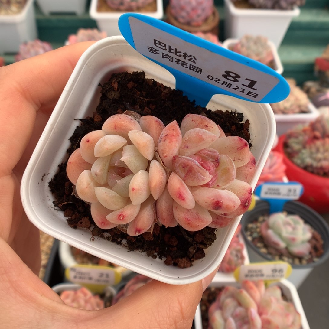 81双头糖心珍妮石化多肉植物