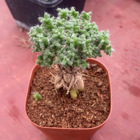 姬红小松5仙人球