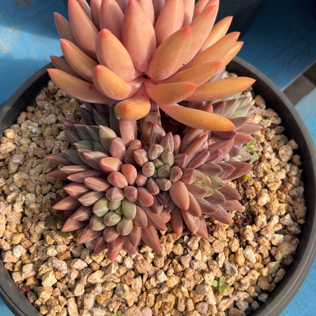 虫***猫多肉植物红蜻蜓老桩